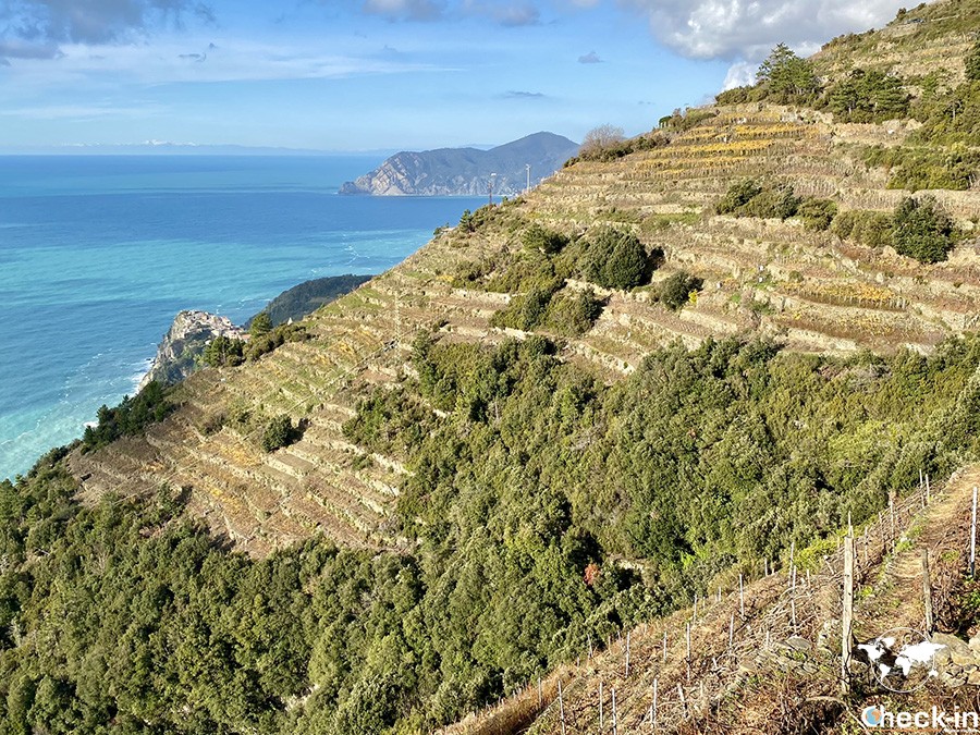 Vigneti terrazzati delle Cinque Terre in Liguria